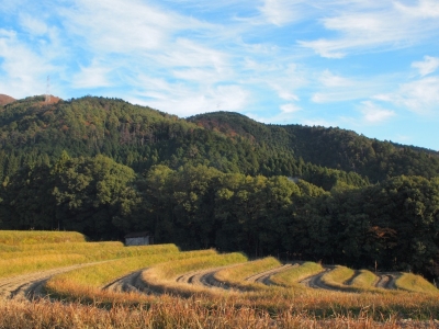 樒原の棚田