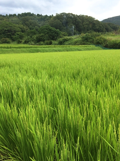 リニア建設予定地2