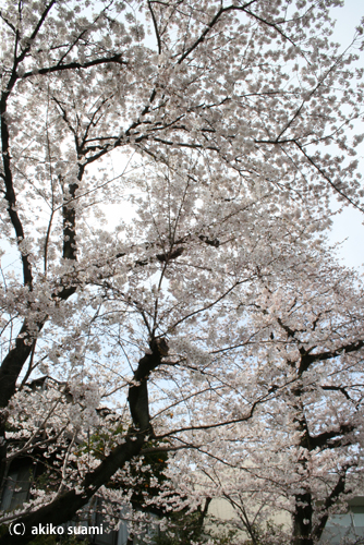 小池公園の桜2011