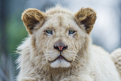 lion