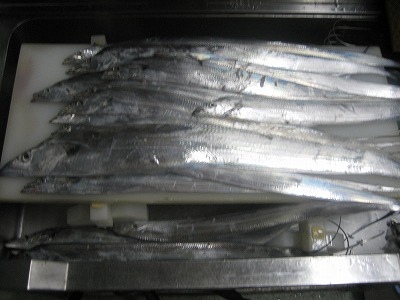 太刀魚