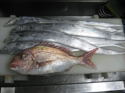 真鯛と太刀魚