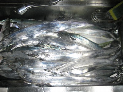 太刀魚23本サゴシ25本イナダ1本