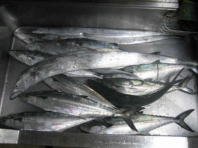 太刀魚6本サゴシ9本