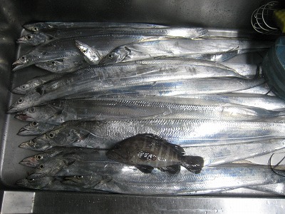 太刀魚22本とハタ