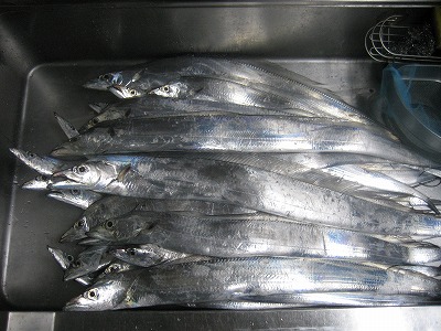 太刀魚27本