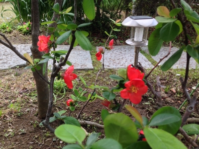 ボケの花