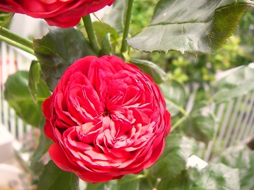 薔薇 Mauve Room Sdお針子制作記