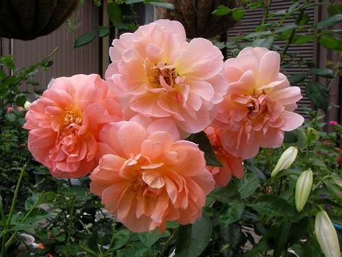 薔薇 Mauve Room Sdお針子制作記