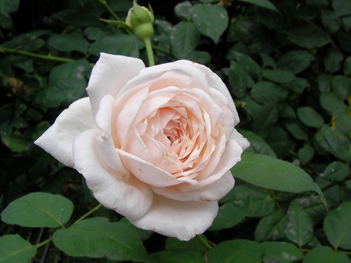 薔薇 Mauve Room Sdお針子制作記