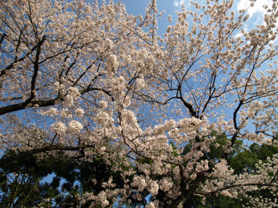 sakura