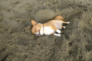 可愛いわんこ画像 Jpg