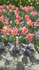 flower051010