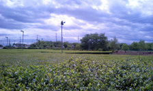 field2051410