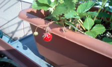 strawberry1051610