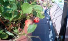 strawberry2051610