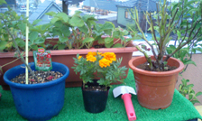 flower052910