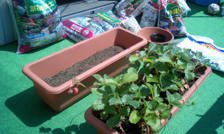 gardening060210