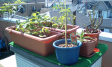 Garden2060210