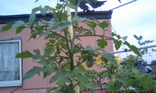 tomato060910