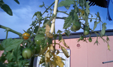 tomato062510