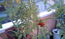 tomato070210