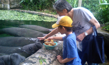 Animal111710