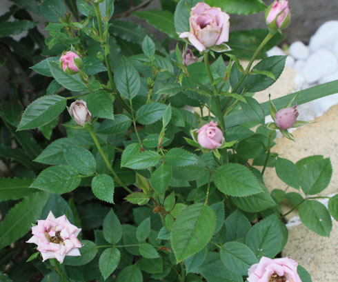 7
