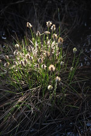 p_014.jpg