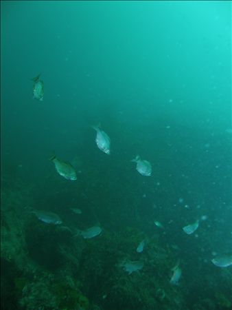 p_013.jpg
