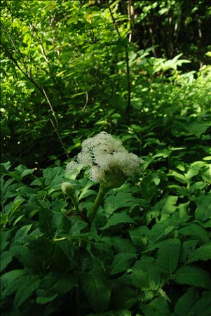 p_015.jpg