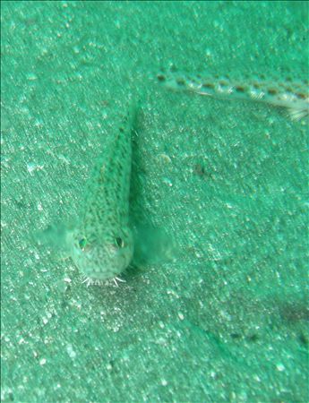 p_010.jpg