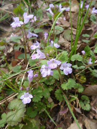 p_018.jpg