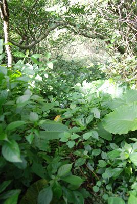 p_052.jpg