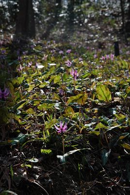 p_017.jpg