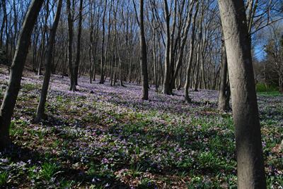 p_013.jpg