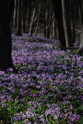 p_014.jpg