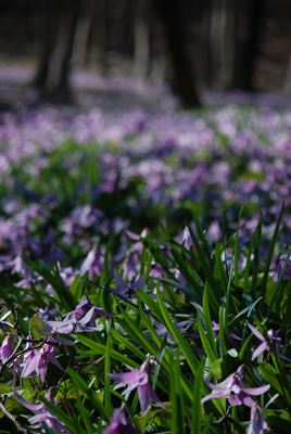 p_015.jpg