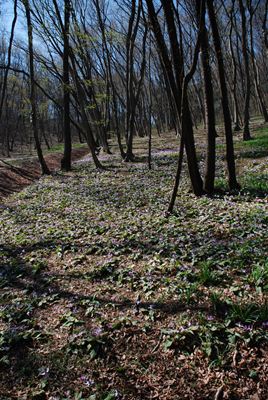 p_016.jpg