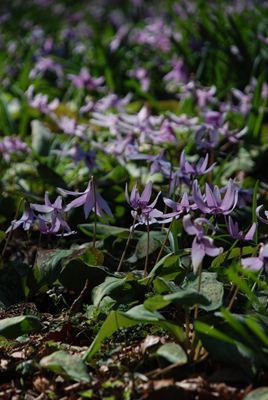 p_017.jpg