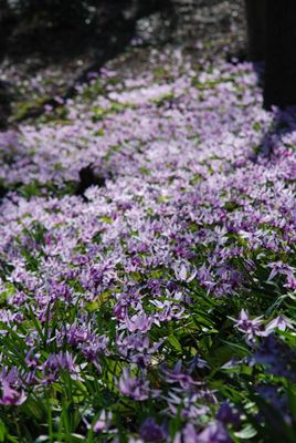 p_035.jpg