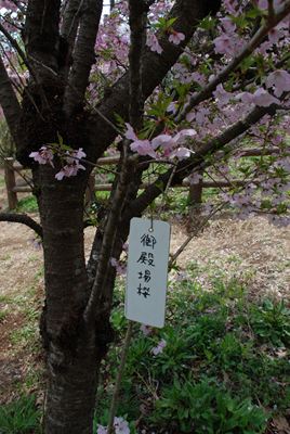 p_010.jpg