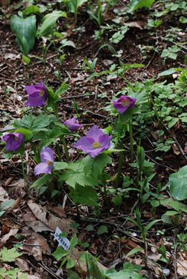 p_021.jpg