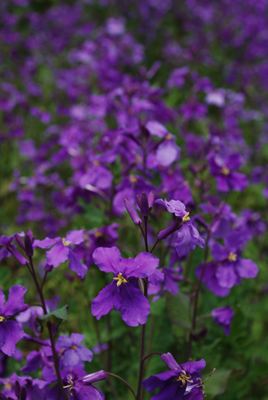 p_040.jpg