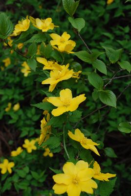 p_041.jpg