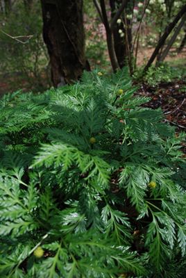 p_044.jpg