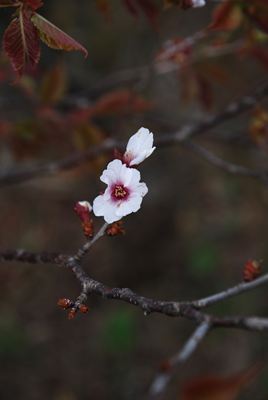 p_030.jpg