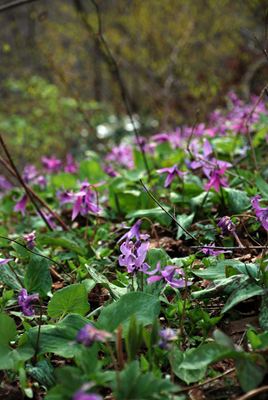 p_046.jpg