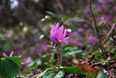 p_059.jpg
