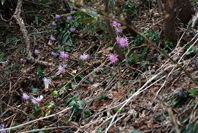 p_061.jpg